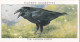 Wild Birds 1932 - Original Players Cigarette Card - 6 Carrion Crow - Player's