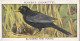 Wild Birds 1932 - Original Players Cigarette Card - 1 Blackbird & Young - Player's