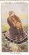 Wild Birds 1932 - Original Players Cigarette Card - 17 Kestrel - Player's