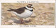 Wild Birds 1932 - Original Players Cigarette Card - 29 Ringed Plover - Player's