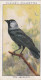 Wild Birds 1932 - Original Players Cigarette Card - 15 The Jackdaw - Player's