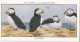 Wild Birds 1932 - Original Players Cigarette Card - 30 Puffins - Player's