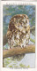 Wild Birds 1932 - Original Players Cigarette Card - 27 Brown Owl - Player's