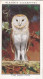 Wild Birds 1932 - Original Players Cigarette Card - 26 Barn Owl - Player's