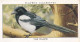 Wild Birds 1932 - Original Players Cigarette Card - 22 Magpie - Player's