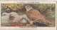 Wild Birds 1932 - Original Players Cigarette Card - 23 Merlin & Young - Player's