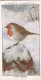 Wild Birds 1932 - Original Players Cigarette Card - 32 The Robin - Player's