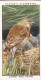 Wild Birds 1932 - Original Players Cigarette Card - 21 Linnet & Young - Player's