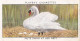 Wild Birds 1932 - Original Players Cigarette Card - 37 Mute Swan At Her Nest - Player's