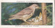 Wild Birds 1932 - Original Players Cigarette Card - 38 Mistle Thrush & Young - Player's