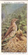 Wild Birds 1932 - Original Players Cigarette Card - 39 Song Thrush & Nest - Player's