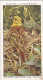 Wild Birds 1932 - Original Players Cigarette Card - 10 Yellow Hammer & Young - Player's