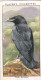 Wild Birds 1932 - Original Players Cigarette Card - 31 Raven - Player's