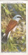 Wild Birds 1932 - Original Players Cigarette Card - 34 Red Backed Shrike & Young - Player's