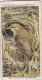 Wild Birds 1932 - Original Players Cigarette Card - 45 Willow Warbler Warbler  & Young - Player's