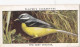 Wild Birds 1932 - Original Players Cigarette Card - 42 Grey Wagtail - Player's