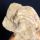 #SC13.03 'rose' De BARYTE Cristaux (Sand Pit, Rockenberg, Wetteraukreis, Darmstadt, Hesse, Allemagne) - Minéraux