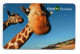 Girafe Giraffe  Animal  Carte Prépayée Suisse - Card Karte (R 843) - Switzerland