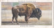 Zoo Studies 1937 - Ogdens Cigarette Card - 7 American Bison - Ogden's