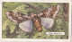 Butterflies & Moths 1938 - Gallaher Cigarette Card - 12 Oak Beauty - Ogden's