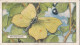 Butterflies & Moths 1938 - Gallaher Cigarette Card - 19 Brimstone - Ogden's