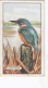 British Birds 1937 - Gallaher Cigarette Card - 27 Kingfisher - Gallaher