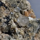 Delcampe - #SC19-11 Rare Bleu-gris Clair QUARTZ Cristaux 'beta' Avec 'roses' De Barytine (Italie) - Minéraux