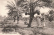 AFRIQUE - Vue Sur Des Palmiers Dattiers - Carte Postale Ancienne - Ohne Zuordnung