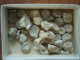 Petit Lot De Petits Fossiles - Fossils