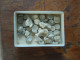 Petit Lot De Petits Fossiles - Fossils