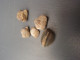 Petit Lot De Petits Fossiles - Fossils