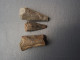 Fragments De Fossiles (Coléoïdes) - D'une Vieille Collection. - Fossielen