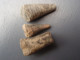 Fragments De Fossiles (Coléoïdes) - D'une Vieille Collection. - Fósiles