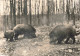 ANIMAUX & FAUNE - Sangliers En Foret - Carte Postale Ancienne - Autres & Non Classés