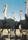 NAMIBIE --Afrique Du Sud-Ouest --1963--- Autruches (oiseaux)...............timbres...cachet WINDHOEK - Namibie