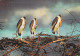 SWAZILAND  -- 1963 -- Marabouts (oiseaux)............beau Timbre.......beau Cachet MBABANE "Support Red Cross" - Swazilandia