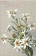 FLEUR PLANTE - Fleur - Honneur à Notre Gracieuse Souveraine SM La Reine Elisabeth De Belgique - Carte Postale Ancienne - Flowers