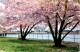 11-1-2024 (4 W 55) USA - Trees At Jefferson Memorial - Sonstige & Ohne Zuordnung