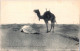 13-1-2024 (1 X  W 7) North Africa (b/w) La Prière Au Desert (muslim Men Prying & Camel) - Islam