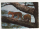 Timbre , Stamp " Animal : Oiseau " Sur Cp , Carte , Postcard Du 07/04/68 - Ouganda (1962-...)