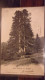 JURA VAUDOIS UN GOGAN ARBRE SAPIN  CANTON DE VAUD ENVOI A KHEREDDINE TUNISIE 1903 - Autres & Non Classés