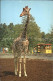 71989928 Giraffe Blijdorp Rotterdam  - Singes