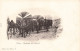 ALGERIE - Biskra - Chameaux Avec Bassour - Animé - Carte Postale Ancienne - Biskra