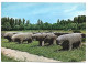 " TOROS DE GUISANDO ".-  EL TIEMBLO - AVILA.- ( ESPAÑA ) - Ávila