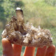 Delcampe - #07 – SCHÖNE MORIONE QUARZ Kristalle (Kara-Oba, Moiynkum, Jambyl, Kasachstan) - Minerals
