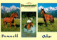 73804566 Pferde Strasserwirt Pumuckel Oskar  - Chevaux