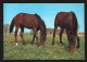 Pferd Paard Horse Cheval Photo Carte Foto Prentkaart Htje - Chevaux