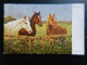 CARTE PHOTO               CHEVAUX               AUF GRUNER AU             ALFRED WECZERZICK - Chevaux