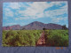 CAMELBACK MOUNTAIN - Phoenix