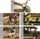 F13016 China Phone Cards Football 351pcs - Sport